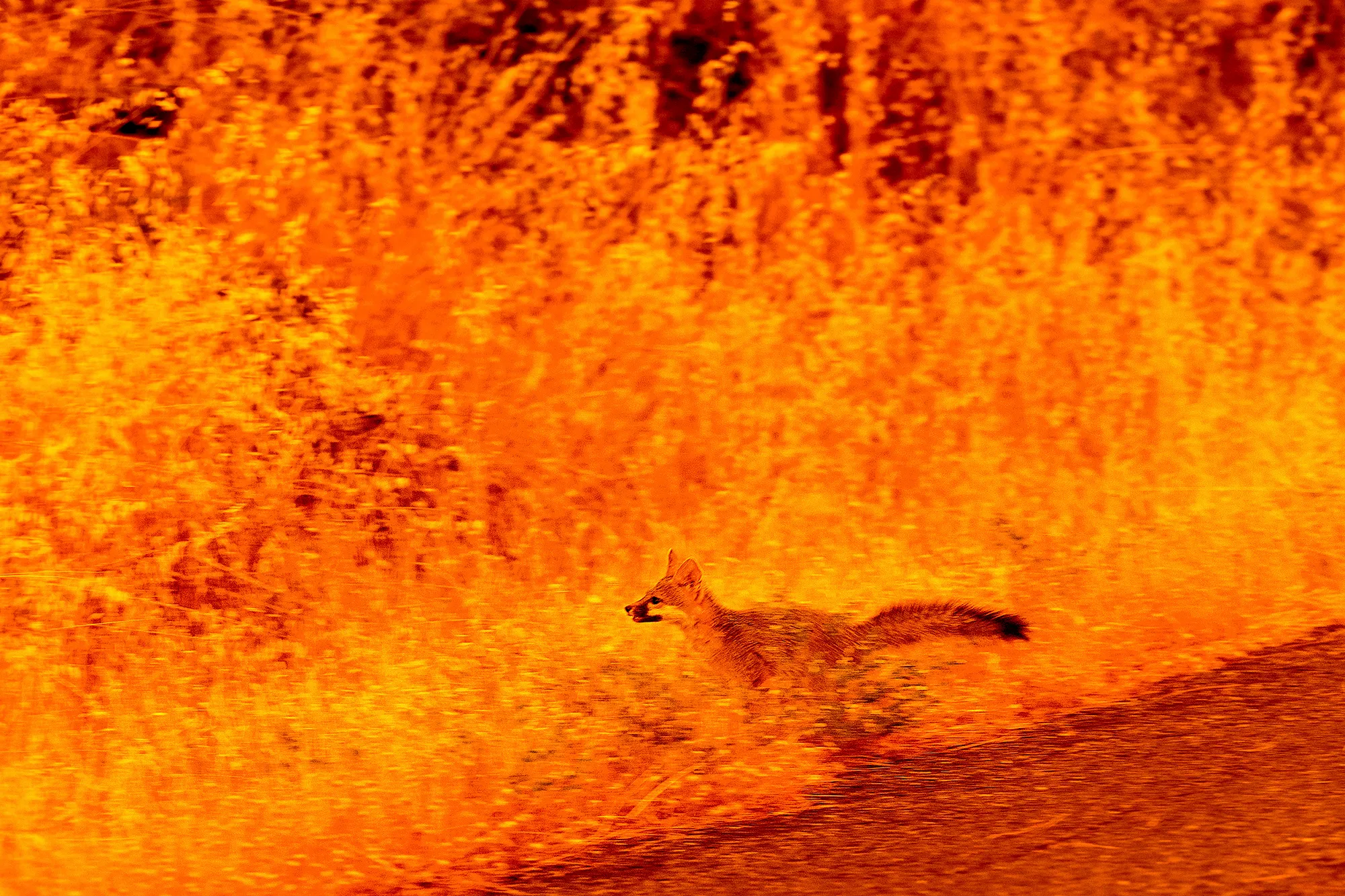 Fox running through a wildfire